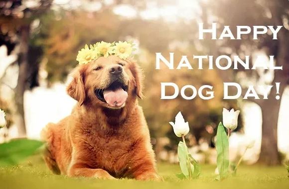 national dog day 2023